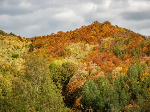 Uma Floresta Cercada Por Densas Árvores Outono — Fotografia de Stock