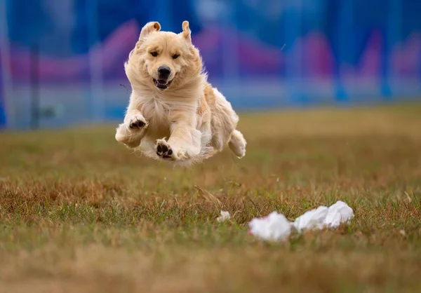 Cão Golden Retriever Correndo Rápido Grama Verde Com Fundo Borrão — Fotografia de Stock