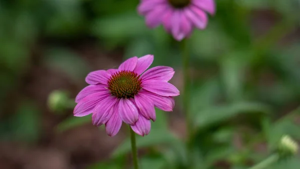 Een Closeup Van Een Purple Coneflower Groeiend Binnen Tuin — Stockfoto