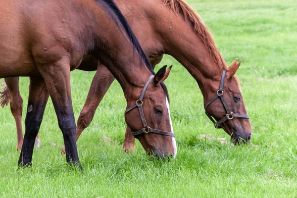 Braune Pferde Irish National Stud County Kildare Irland — Stockfoto