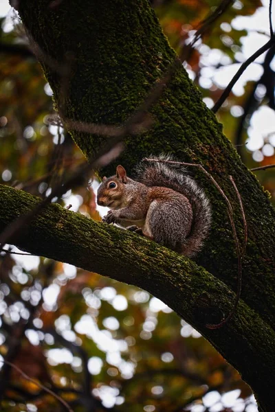 Ein Vertikaler Schuss Eines Eichhörnchens Auf Einem Baum Einem Wald — Stockfoto