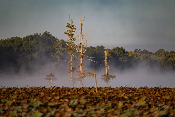 Güneşli Bir Günde Gölden Suyla Kaplı Uzun Ağaçlar — Stok fotoğraf