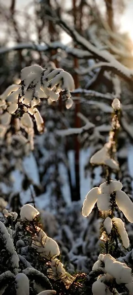 冬日雪地树枝的垂直拍 — 图库照片