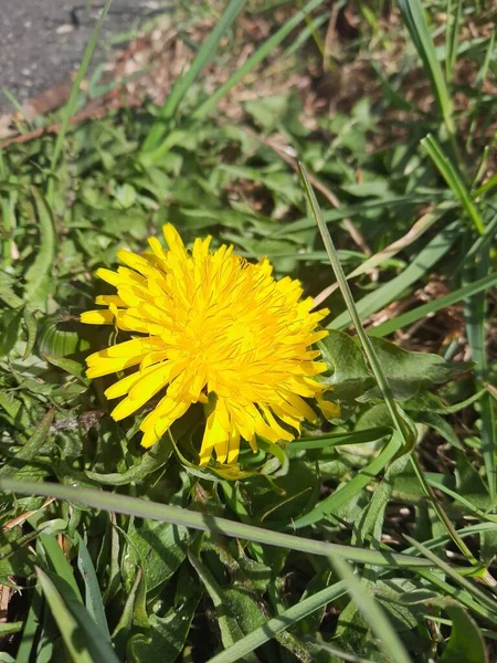 Eine Gelbe Schöne Blume Einem Sonnigen Tag — Stockfoto