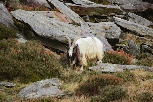 Een Nederlandse Landschapgeit Snowdonia Landschap Heuvels Met Wilde Planten Wales — Stockfoto