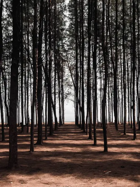 Güneşli Bir Günde Güzel Bir Ormanın Dikey Görüntüsü — Stok fotoğraf