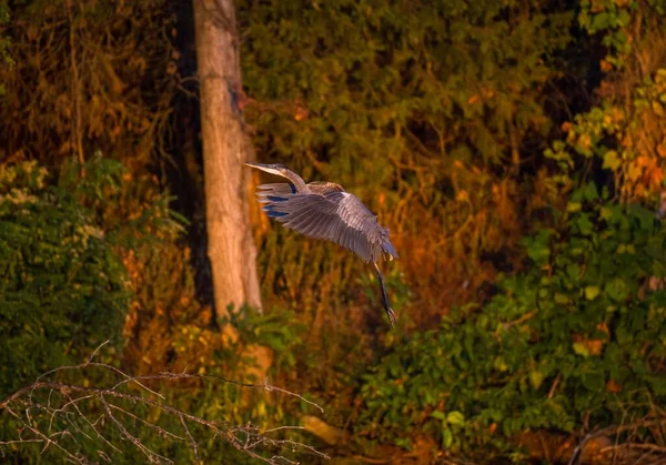 Detailní Záběr Modrou Volavku Letící Proti Podzimnímu Lesu — Stock fotografie