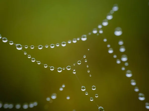 由露珠 水滴在蜘蛛网上形成的天然珍珠项链的特写 — 图库照片