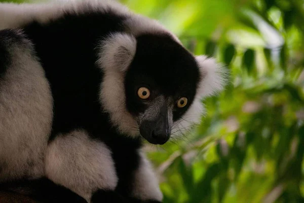 Eine Nahaufnahme Eines Niedlichen Lemurs Auf Einem Ast Einem Garten — Stockfoto