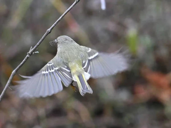 一只红宝石冠金雀鸟在树枝附近飞舞 背景模糊 特写镜头清晰 — 图库照片