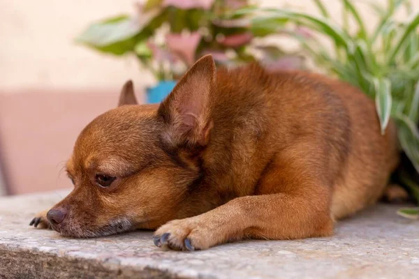 Zbliżenie Kłamliwego Brązowego Chihuahua — Zdjęcie stockowe