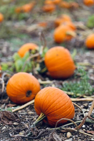 Hermoso Primer Plano Vertical Calabazas Naranjas Tierras Cultivo Para Halloween —  Fotos de Stock