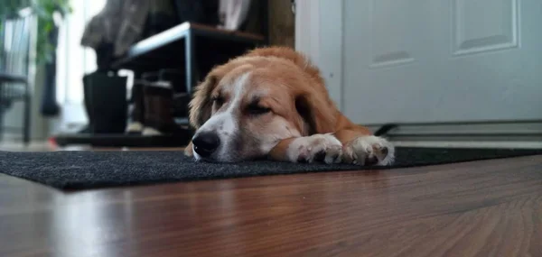 Ένα Αξιολάτρευτο Σκυλί Κοιμάται Ένα Χαλί Στο Έδαφος — Φωτογραφία Αρχείου