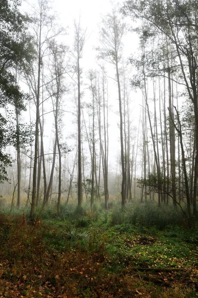 Μια Κάθετη Λήψη Ενός Δασικού Τοπίου Που Αποτυπώνεται Μια Ομιχλώδη — Φωτογραφία Αρχείου