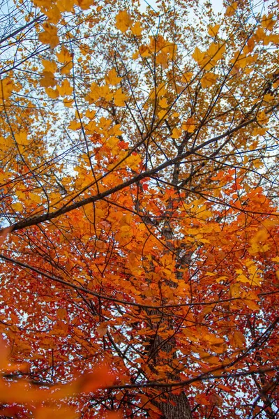 Ein Vertikaler Schuss Orangefarbener Blätter Der Herbst Auf Einem Ast — Stockfoto