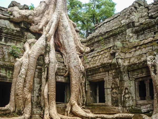 Ένα Μεγάλο Δέντρο Κοντά Στους Ναούς Στο Angkor Wat Καμπότζη — Φωτογραφία Αρχείου