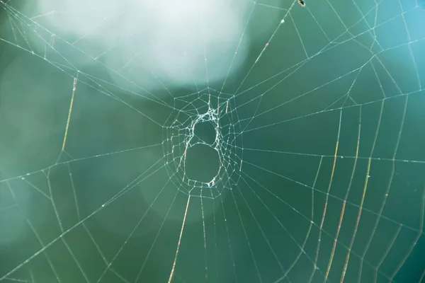 Eine Nahaufnahme Eines Spinnennetzes Morgentau — Stockfoto