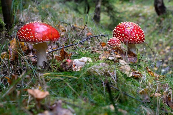 Ein Selektiver Fokus Von Amanitas Einem Wald Umgeben Von Gras — Stockfoto