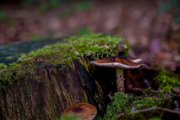 Eine Nahaufnahme Von Pilzen Der Nähe Eines Alten Bemoosten Baumstammes — Stockfoto