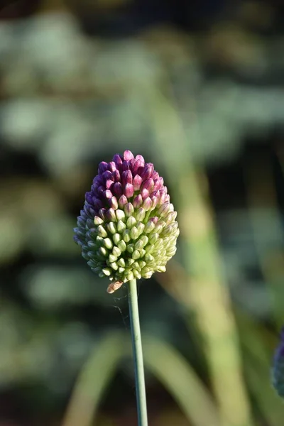 Pionowe Ujęcie Allium Sphaerocephalon Polu Słoneczny Dzień — Zdjęcie stockowe