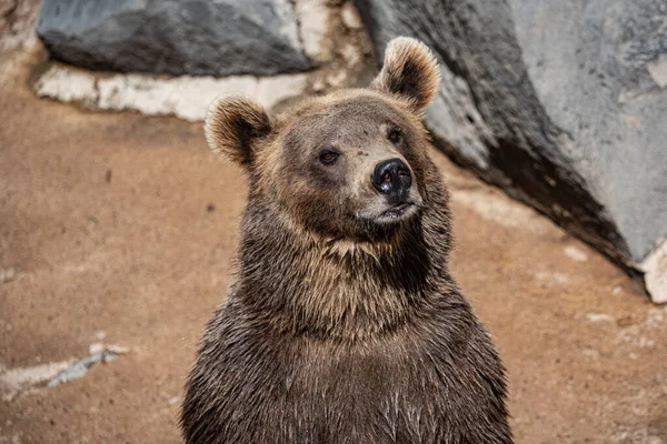 埃里温动物园一只棕熊的特写镜头 — 图库照片