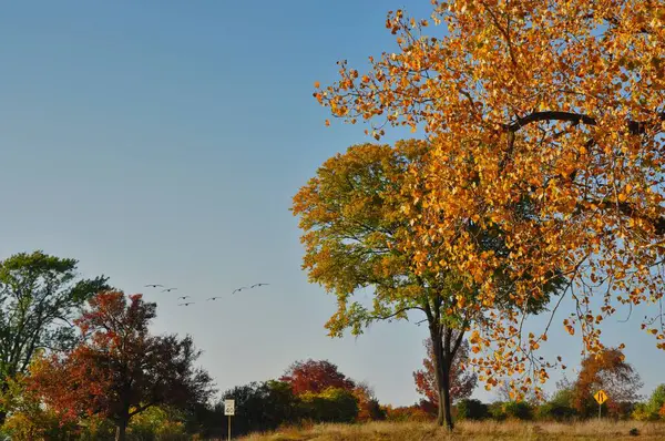 秋天树木的美丽景色 — 图库照片