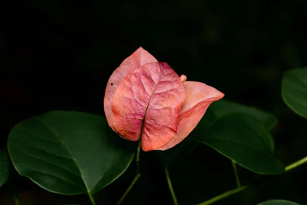 Primo Piano Una Pianta Fiore Con Foglie Arancio Isolate Uno — Foto Stock