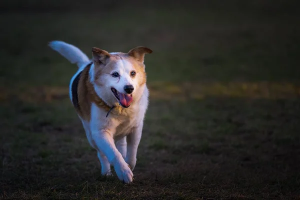 Горизонтальный Снимок Трёхцветной Собаки Бегущей Собачьем Парке Генри Холлоу Острове — стоковое фото