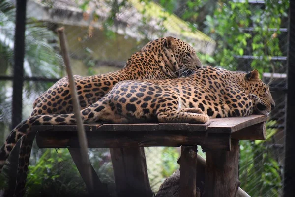 Par Jaguares Descansando Zoológico — Foto de Stock