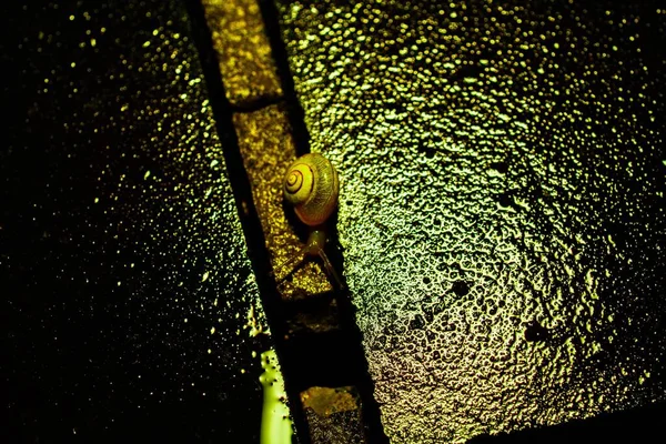 岩の上のカタツムリの閉鎖 — ストック写真
