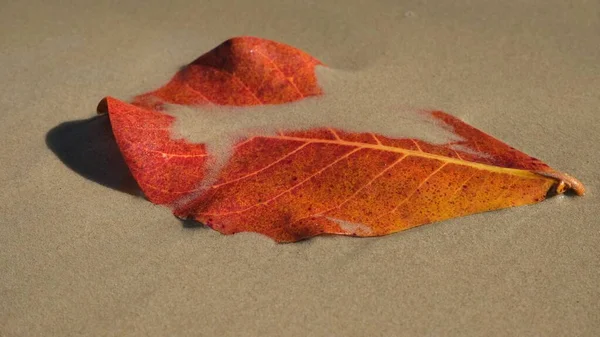 砂の上の紅葉 — ストック写真