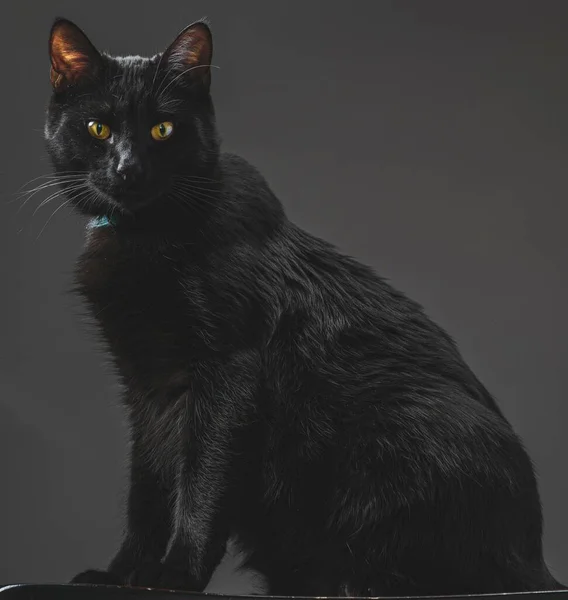 Siyah Arka Plana Karşı Bir Kara Kedi — Stok fotoğraf