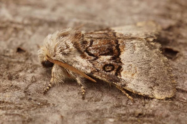 Closeup Shot Nut Tree Tussock Moth Found Standing Wooden Surface — Stock Photo, Image