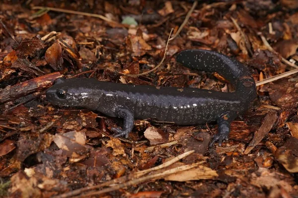 Detailed Closeup Dark Rare Japanese Ishizuchi Endemic Streamside Salamander Hynobius — Stock Photo, Image