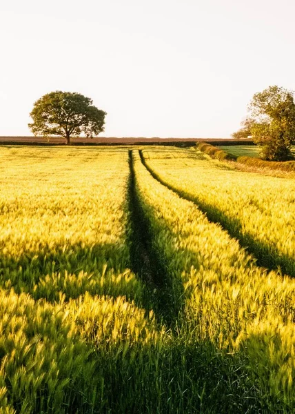 Furrows Field Unriped Wheat Rural Oxfordshire — Stock Photo, Image