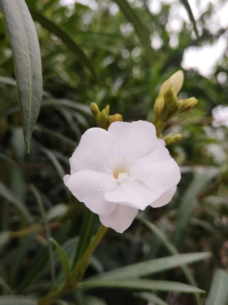 Primer Plano Una Hermosa Adelfa Blanca Nerium Creciendo Jardín — Foto de Stock