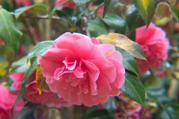 Focus Sélectif Fleurs Camélia Japonaises Roses Dans Jardin — Photo