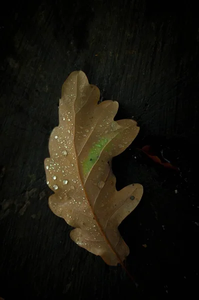 Piękne Zbliżenie Mokrego Liścia Ciemnym Tłem — Zdjęcie stockowe