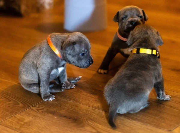 Bir Odada Birbirleriyle Oynayan Amerikalı Zorba Köpeklerin Yakın Plan Fotoğrafı — Stok fotoğraf