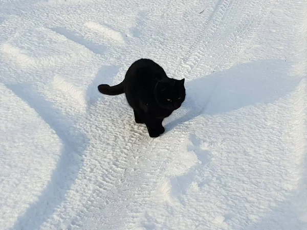 Una Toma Alto Ángulo Lindo Gato Negro Descansando Nieve Con —  Fotos de Stock