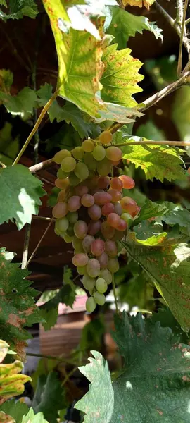 Een Verticaal Schot Van Rijpe Druiven Wijnstokken Een Wijngaard — Stockfoto