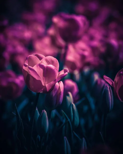 Вертикальний Знімок Рожевих Тюльпанів Цвітуть Саду — стокове фото