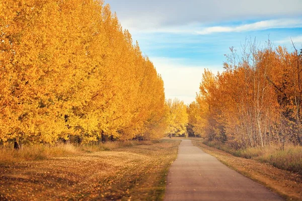 在一个阳光明媚的秋日 一条穿过树林的小径的风景 — 图库照片