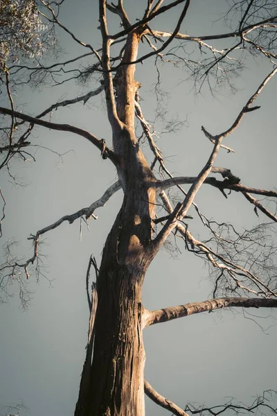 Gökyüzüne Karşı Yüksek Bir Ağacın Dikey Görüntüsü — Stok fotoğraf