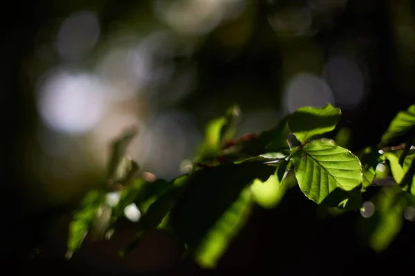 Foyer Sélectif Feuilles Vertes Soleil Dans Une Forêt — Photo