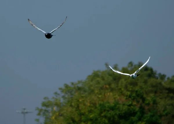 Belo Tiro Pássaros Voo Sobre Aspire Park Doha — Fotografia de Stock