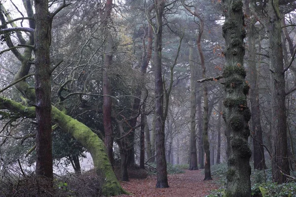Una Hermosa Foto Árboles Creciendo Parque Sutton Birmingham Reino Unido — Foto de Stock