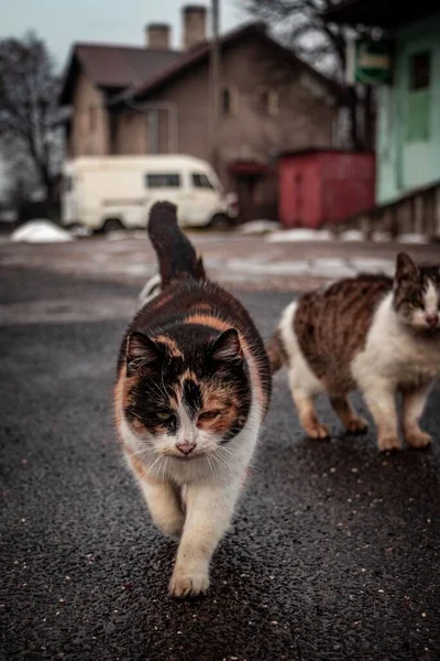 Vertical Shot Fluffy Calico Cat Felis Catus Walking Asphalt Blurry — Stock Photo, Image