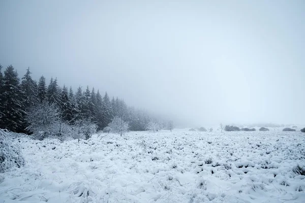 Belçika Nın Karlı Sisli Havasında Ardennes Ormanının Güzel Bir Manzarası — Stok fotoğraf