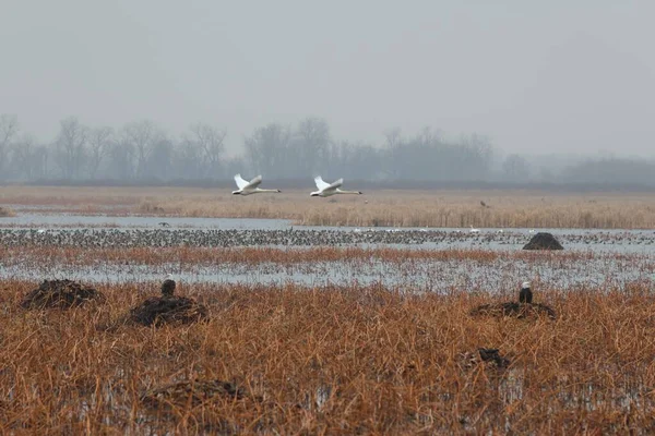 Два Трубача Лебеди Лебедь Буцинатор Время Полета — стоковое фото